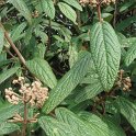Viburnum rhytidophyllum feuille